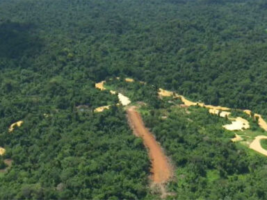 Criminosos construíram estrada de 150 km na Reserva Yanomami para escoar garimpo ilegal