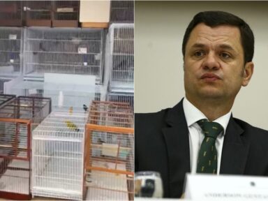 Ibama multa e apreende aves de Anderson Torres por comércio ilegal