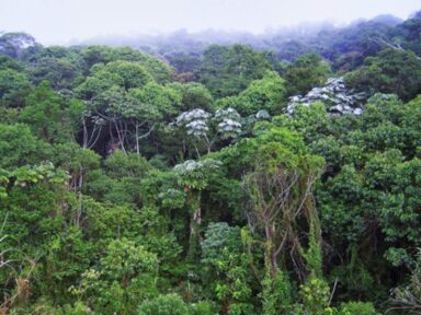 Câmara aprova projeto anti-Mata Atlântica e urgência para Marco Temporal