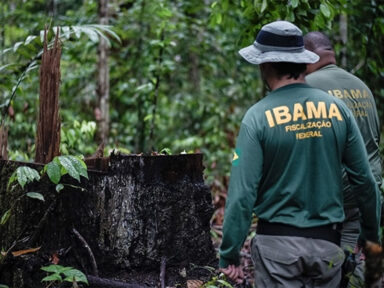 Desmatamento na Amazônia registra queda de 36% entre janeiro e abril, aponta Imazon