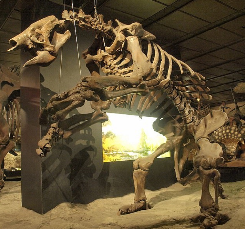 Fóssil de uma preguiça gigante que viveu na América do Sul há cerca de 10 mil anos