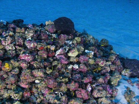 Especialistas: não há corais na Foz do Amazonas