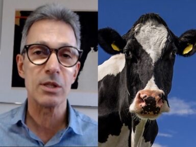Pigmeu Zema se compara a uma vaca e reclama que o Brasil é muito grande