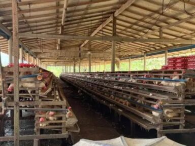MPT e Polícia Federal encontram mais de 200 trabalhadores em situação análoga à escravidão no Pará