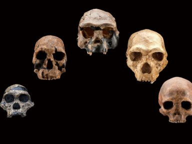 Quantas espécies hominínias existiram?