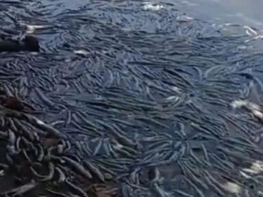 Milhares de peixes mortos são encontrados em lagoa onde ocorreu rompimento de mina da Braskem