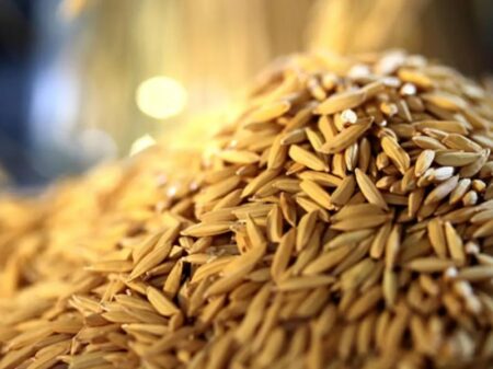 Irregularidades no leilão levam governo a anular compra de 263 mil toneladas de arroz
