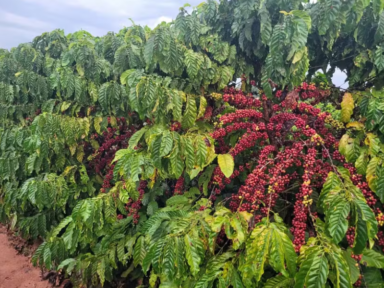 Mobilização contra venda da Fazenda do IAC por Tarcísio ganha apoio da Federação da Agricultura de SP