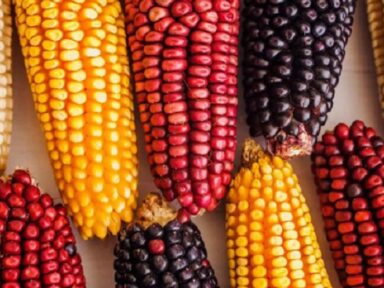 México defende a cultura nacional do milho proibindo o plantio de transgênicos no país