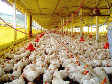 Gripe aviária dos EUA chega ao Brasil e primeiro foco em granja comercial é detectado
