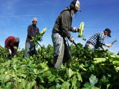 Trabalhadores agrícolas somem nos EUA diante da perseguição de Trump aos imigrantes